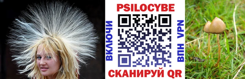 где продают наркотики  Великий Устюг  Псилоцибиновые грибы Cubensis 